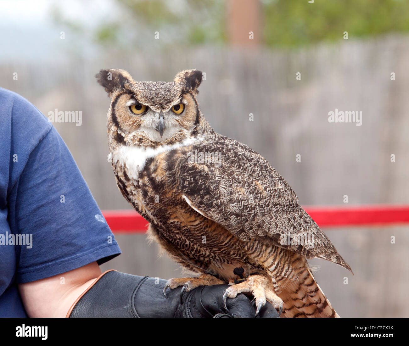 Great Horned Owl (Bubo virginianu) perched on trainers arm Stock Photo