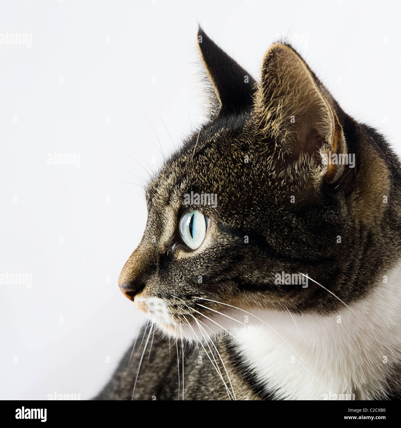 Portrait of a cat Stock Photo