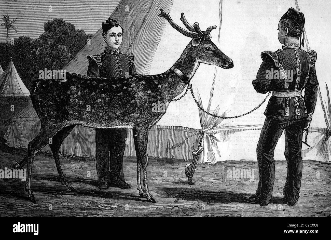 Billy, the pet deer of the prince of Wales, historic image, 1883 Stock Photo