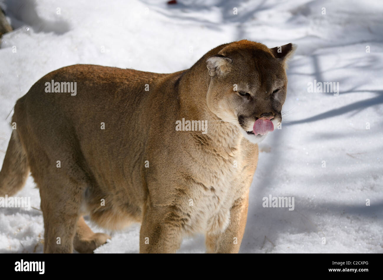 Cougar on snow in winter licking his nose Muskoka Ontario Stock Photo