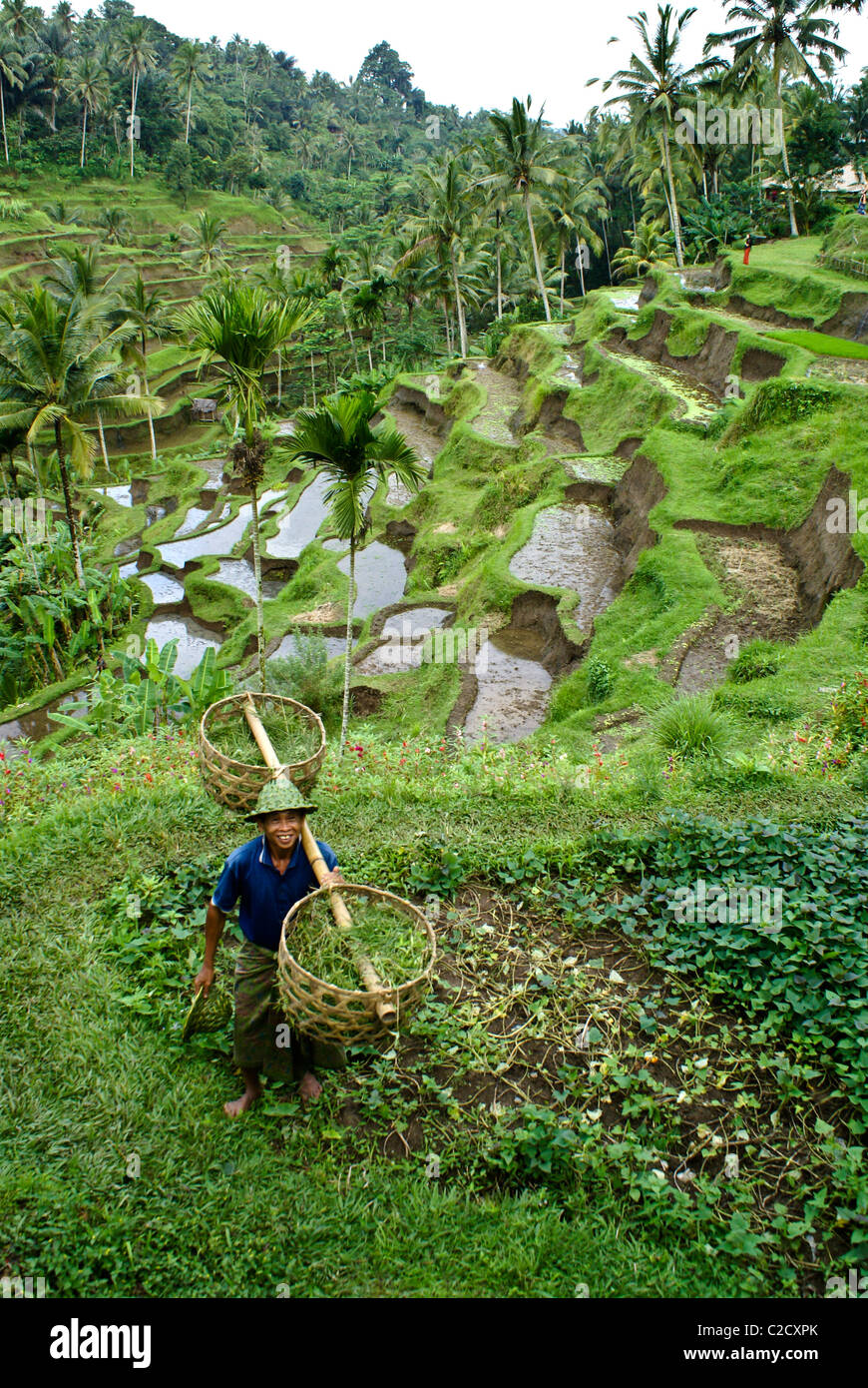 Farmer in rice terraces at Tegalalang, Bali, Indonesia Stock Photo
