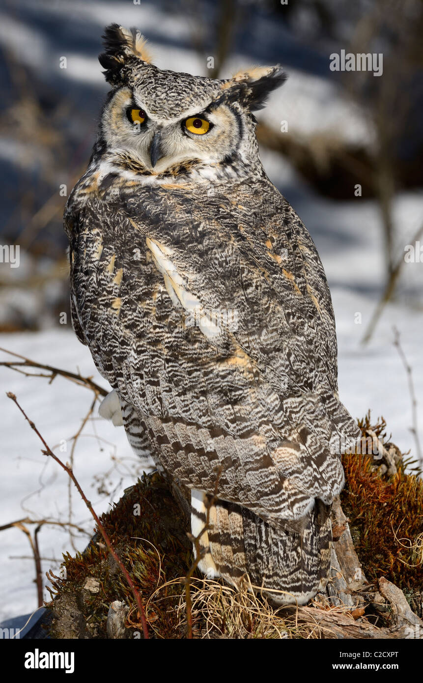 Snowy Forest Owl Hi res Stock Photography And Images Alamy Snowy Forest Owl Hi res Stock Photography And Images Alamy