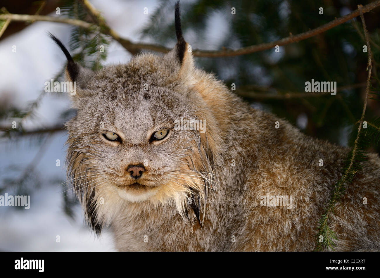 Close up of a Canada Lynx sitting under an evergreen tree in a snowy forest in winter Muskoka North Ontario Stock Photo