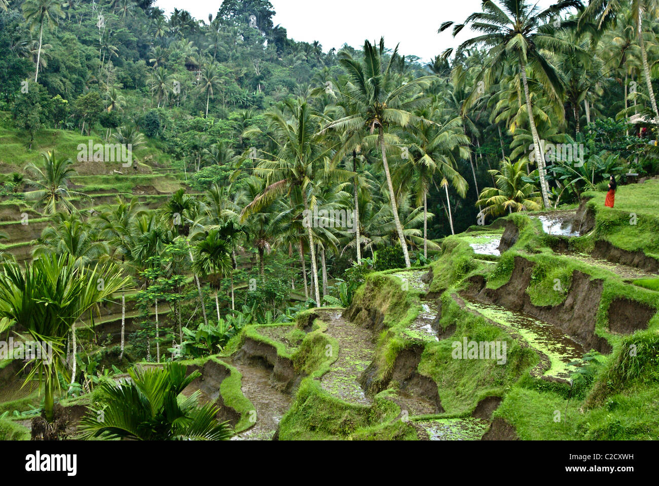 Rice terraces at Tegalalang, Bali, Indonesia Stock Photo