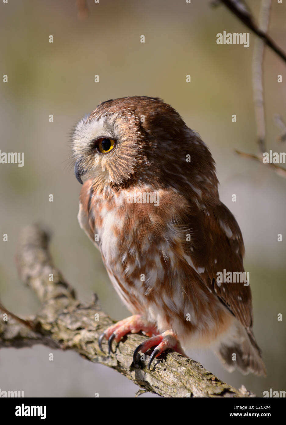 Owl At Sunset High Resolution Stock Photography and Images - Alamy