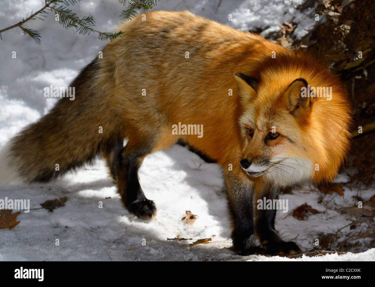 Beautiful golden fur of a Red Fox Vulpes Vulpes in a snow covered forest in Spring Muskoka North Ontario Stock Photo - Alamy Beautiful golden fur of a Red Fox Vulpes Vulpes in a snow covered forest in Spring Muskoka North Ontario Stock Photo - Alamy