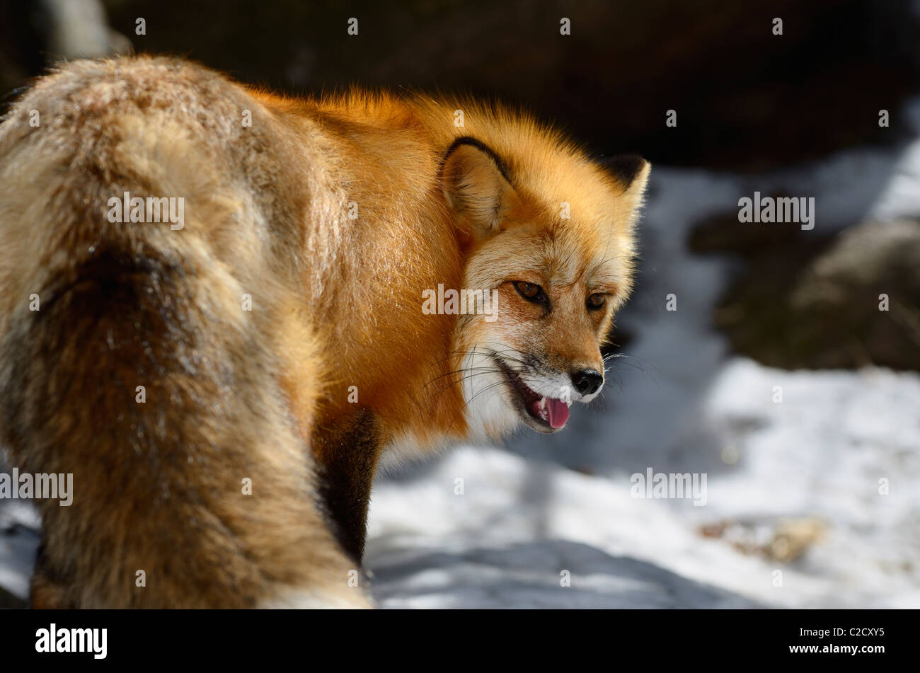 Panting Red Fox standing in sunshine in a snowy forest in Spring Muskoka North Ontario Stock Photo