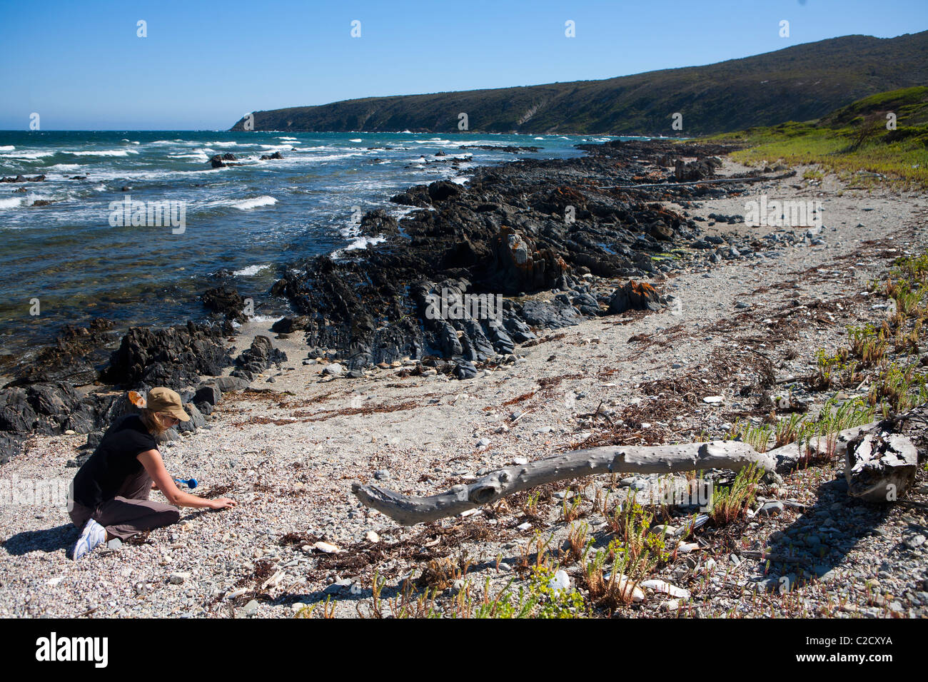 Woman looking at shells at Copper Cove in Narawntapu National Park Stock Photo