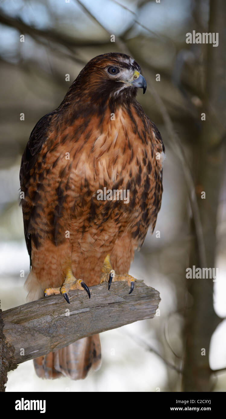 Fierce Red Tailed Hawk on a tree stump in a snowy forest in Spring Muskoka North Ontario Stock Photo