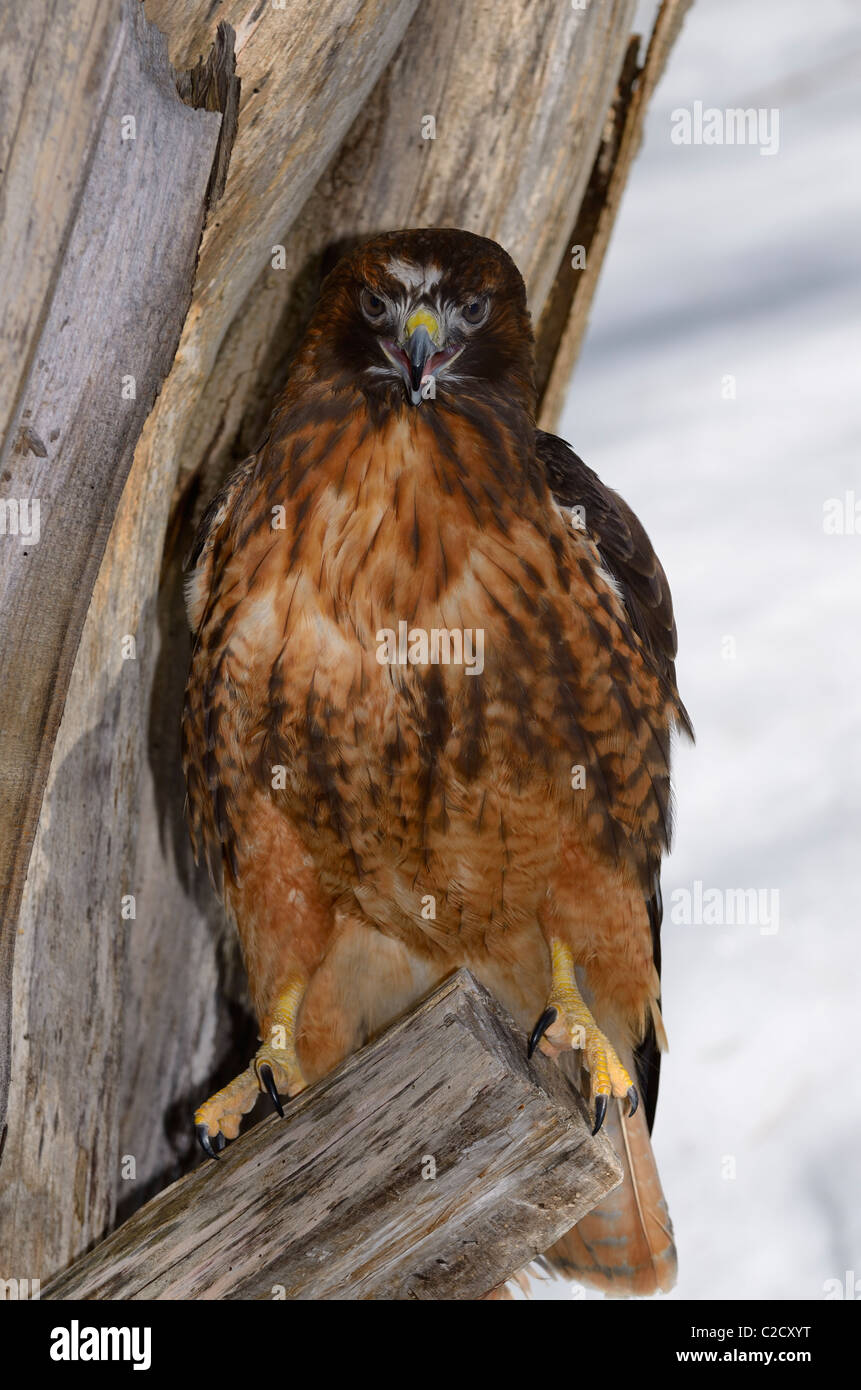 Squawking Red Tailed Hawk on a tree stump with snow in Spring Muskoka North Ontario Stock Photo