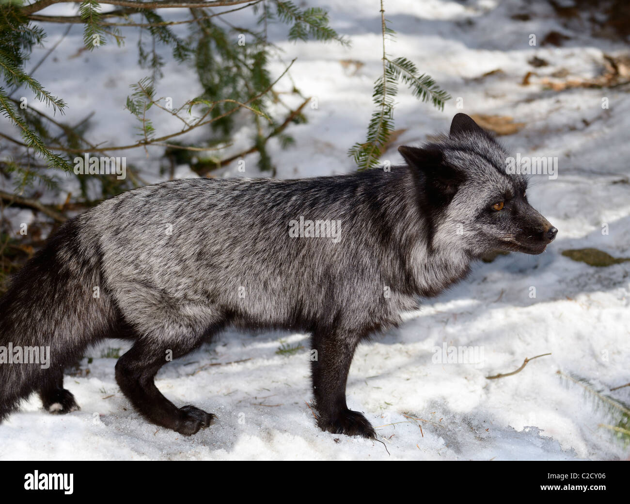 Beautiful black and silver color phase Red Fox Vulpes Vulpes vixen walking in a snow covered forest Muskoka North Ontario in Spring Stock Photo