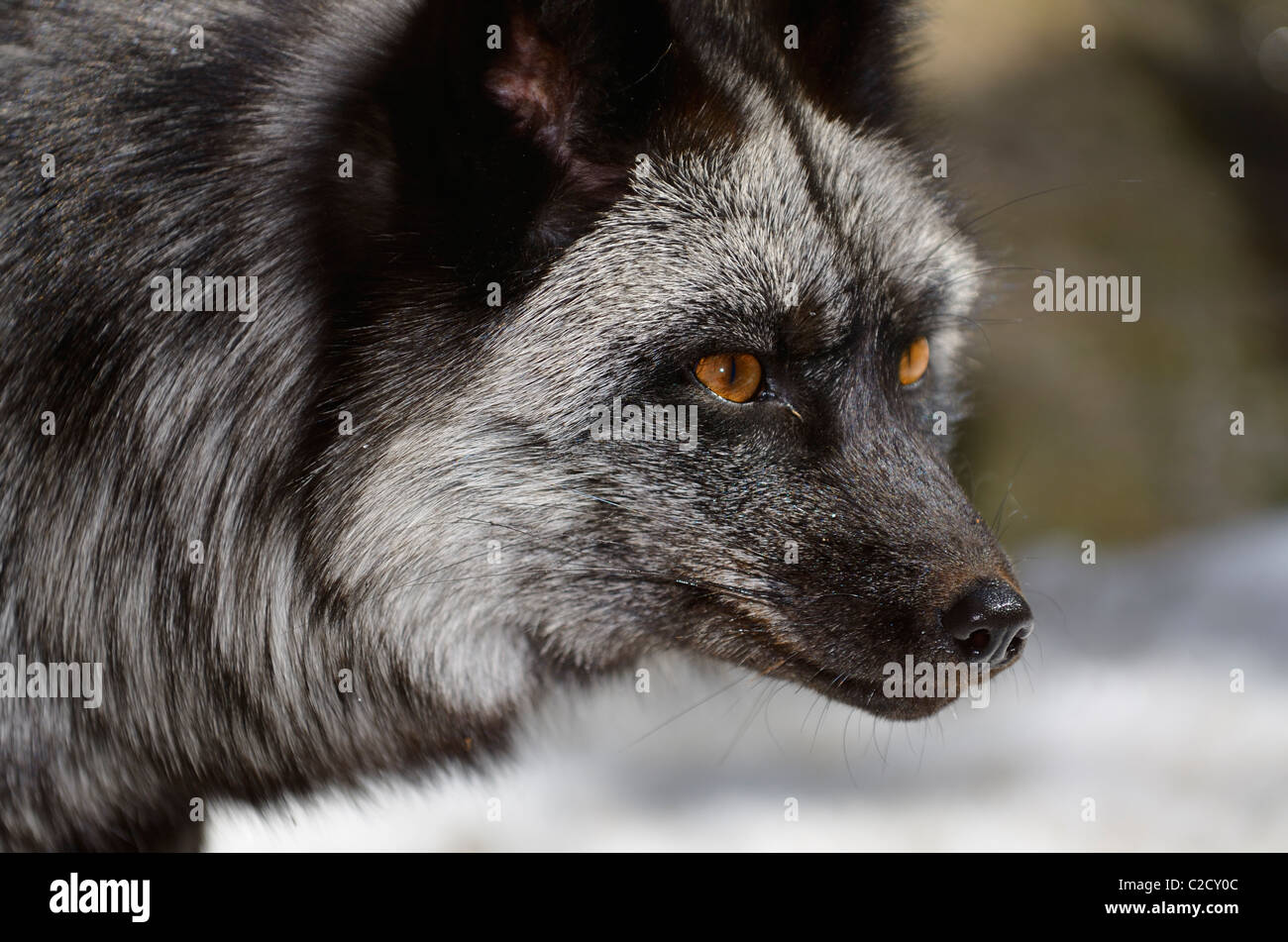 Close up of the face of a silver color phase Red Fox with black fur and orange eyes in a snow covered forest Muskoka Ontario Stock Photo
