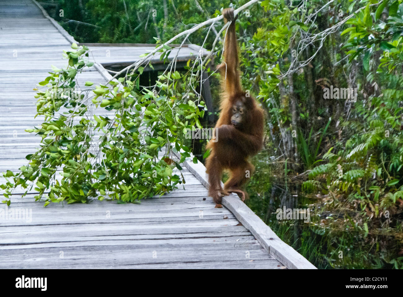 Young orangutan hanging from branch, Camp Leakey, Borneo, Indonesia Stock Photo