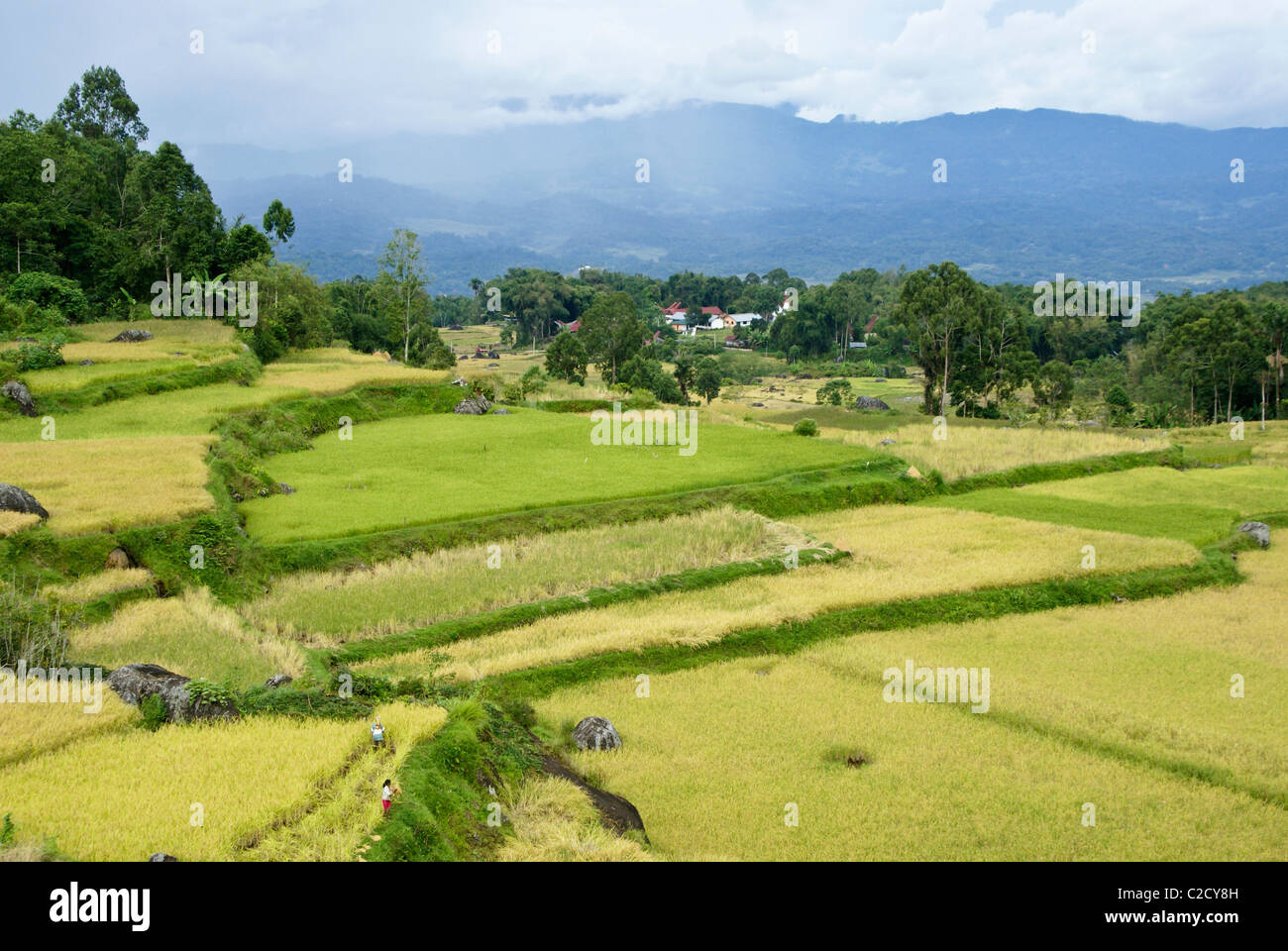 Rice terraces, Tana Toraja, South Sulawesi, Indonesia Stock Photo