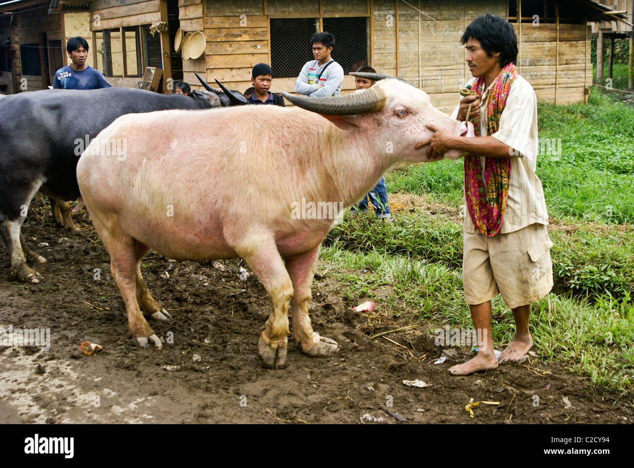 Albino water buffalo hi-res stock photography and images - Alamy