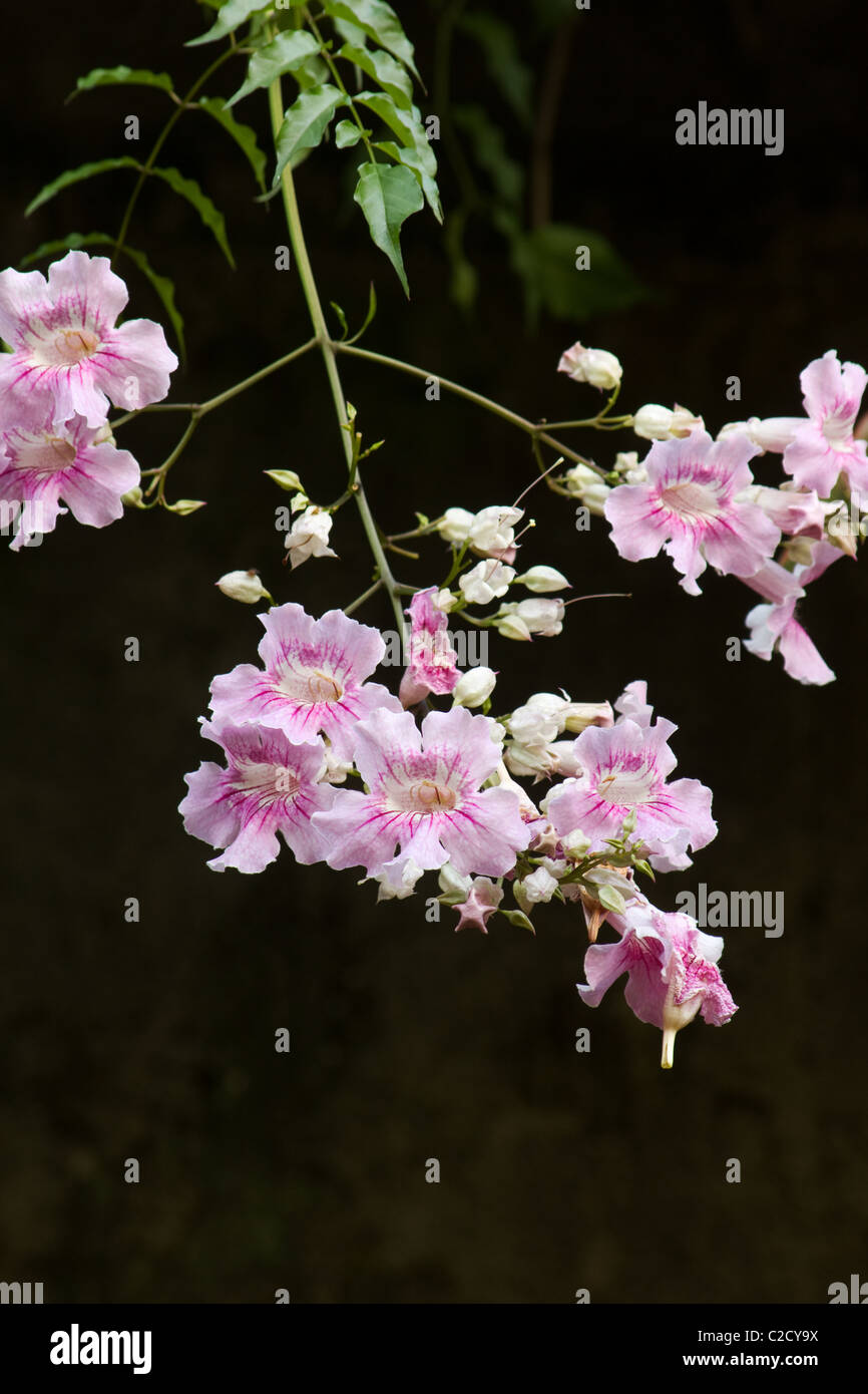 Pink Trumpet Vine flowers (Podranea ricasolianaa) on black background Stock Photo