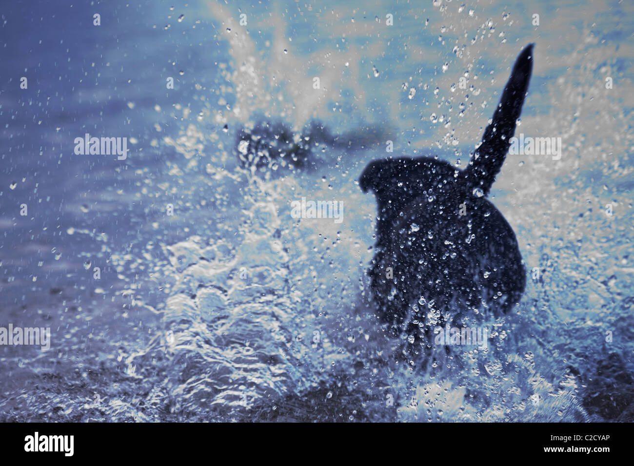 Black labrador retriever dog energy commitment water splash cold chase