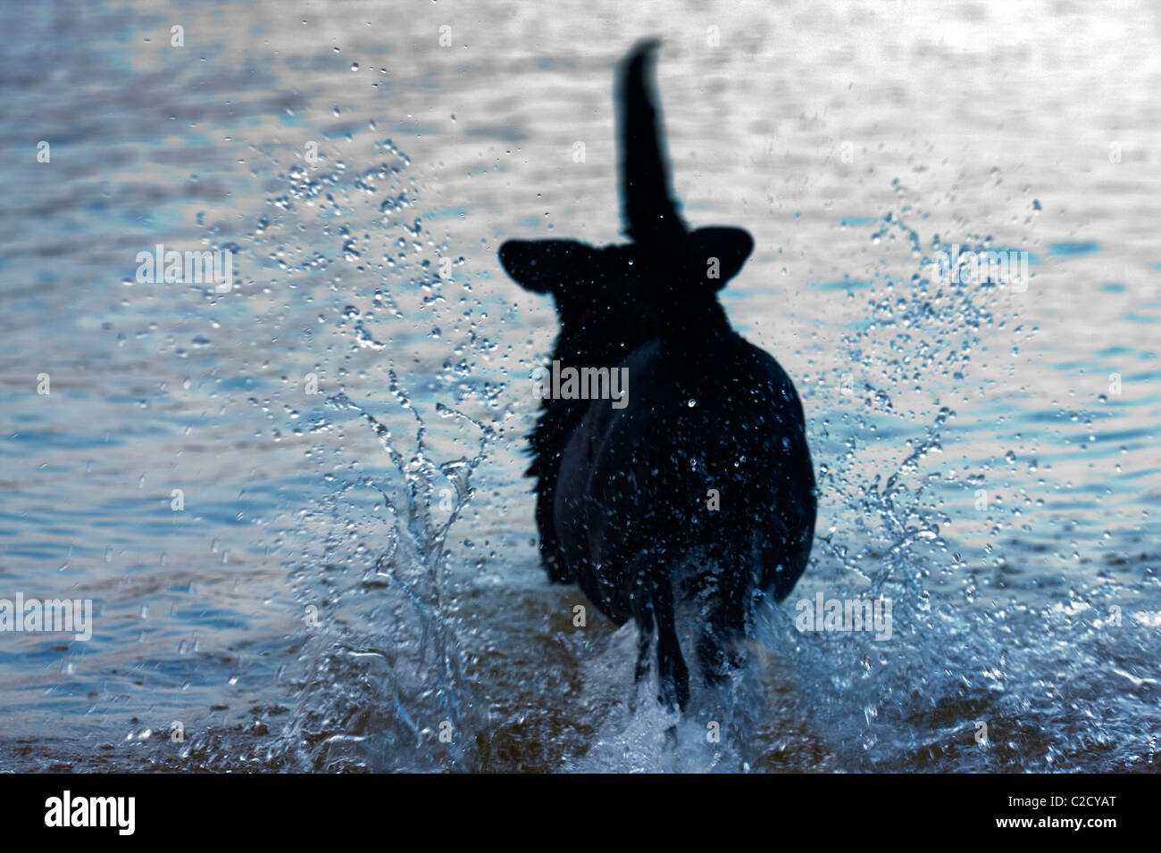A black Labrador retriever heads for its quarry. Stock Photo