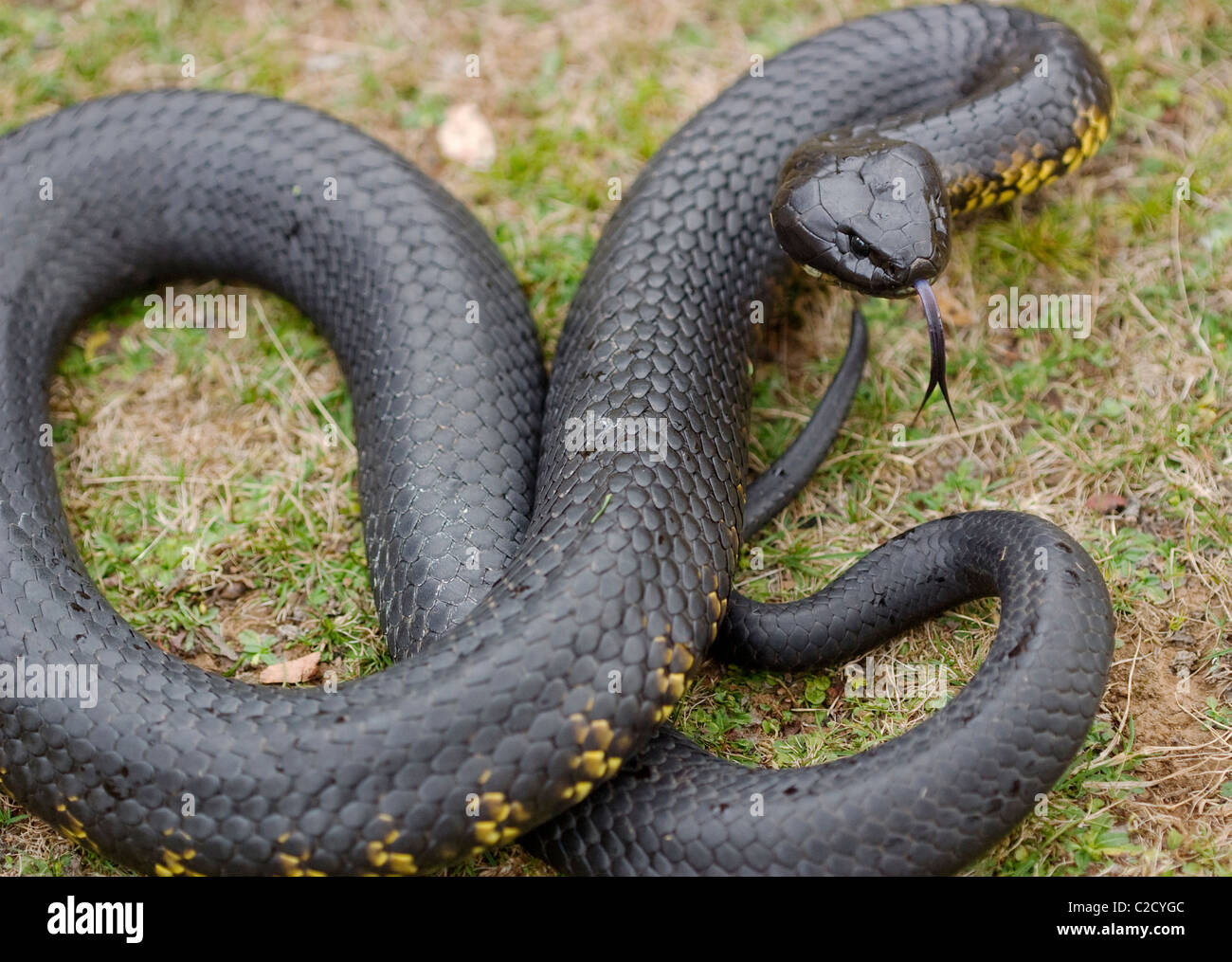 Tiger snake ( Notechis scutatus ) coiled and raised while sensing with its tongue Stock Photo