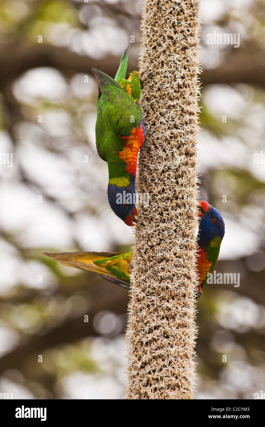 Rainbow Lorikeets feeding on grass tree flower, Brisbane, Queensland, Australia Stock Photo