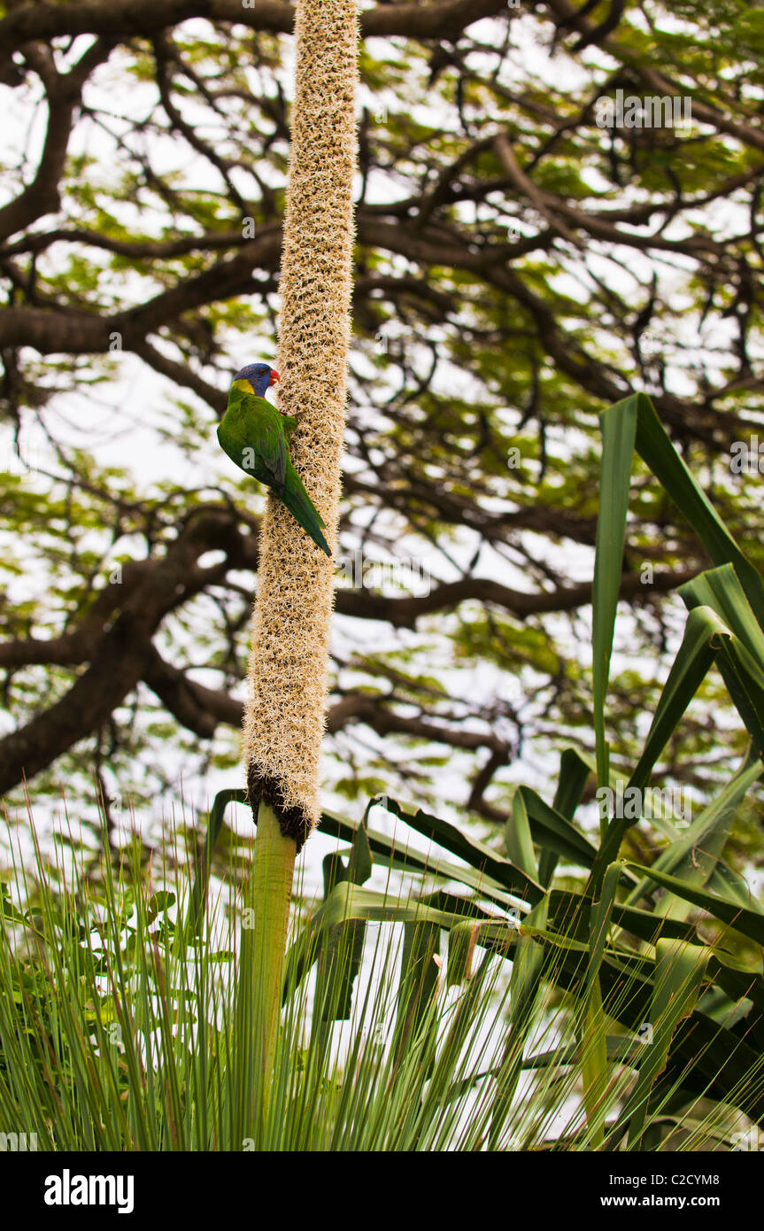 Grass tree hires stock photography and images Alamy