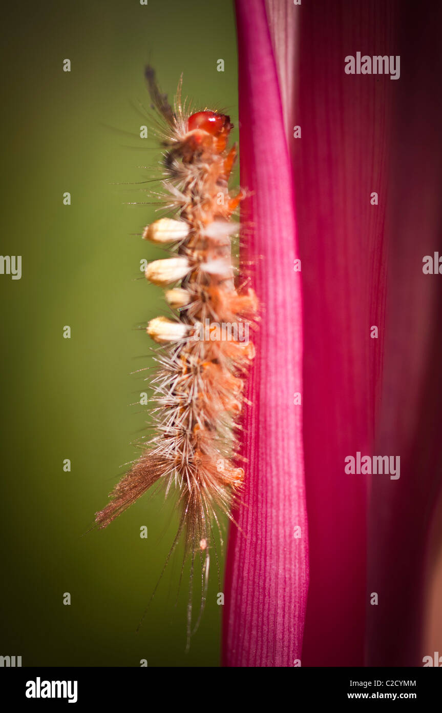 Hairy Caterpiller on Cordyline (ti) plant, Queensland, Australia Stock Photo