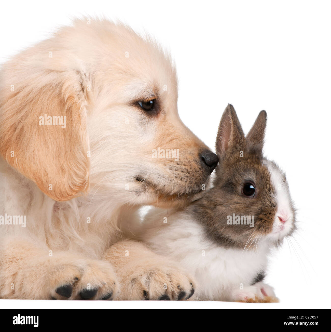 Puppy golden retriever, 20 weeks old, and a rabbit against white ...