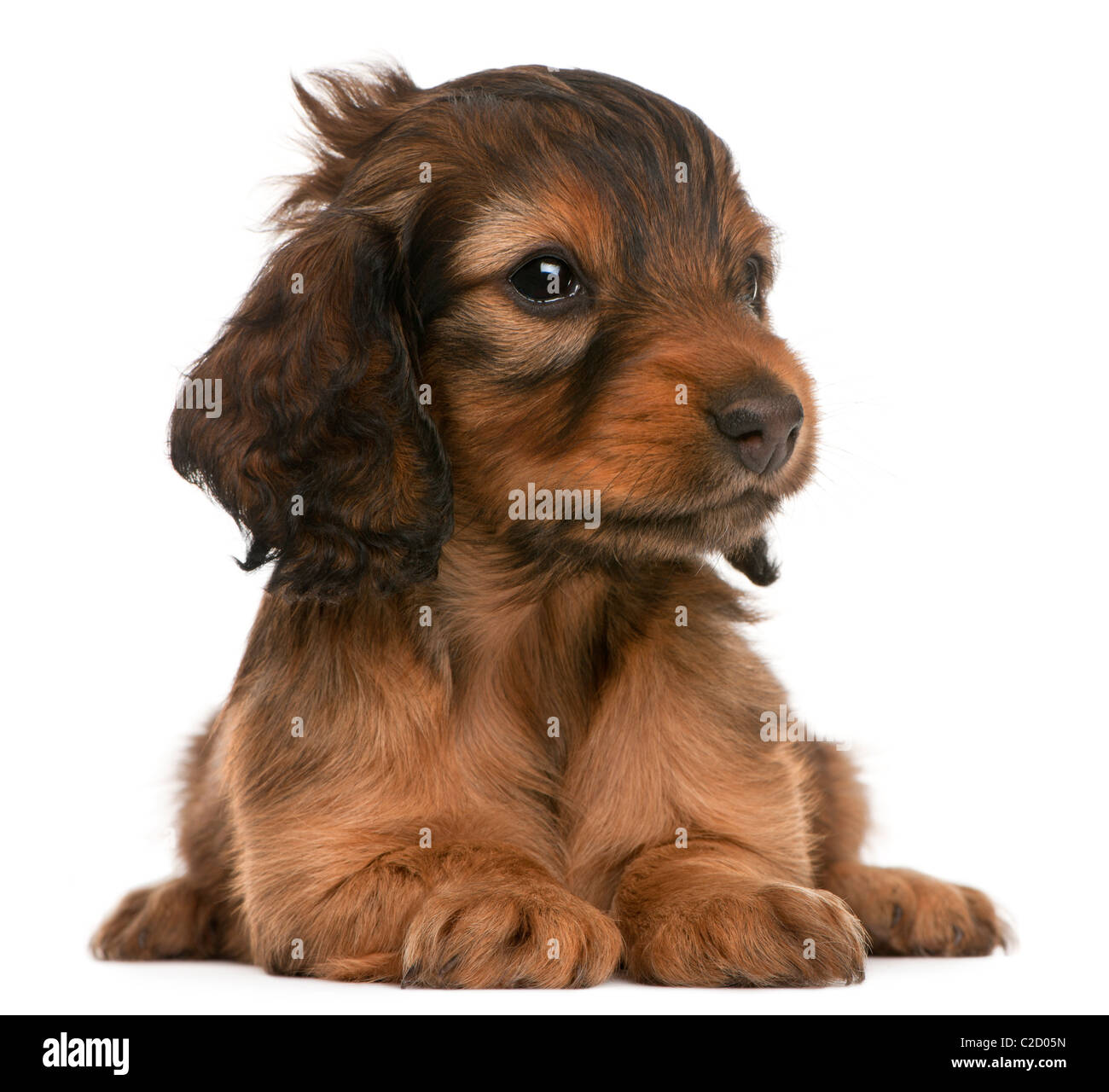 Dachshund puppy, 5 weeks old, lying against white background Stock Photo - Alamy Dachshund puppy, 5 weeks old, lying against white background Stock Photo - Alamy