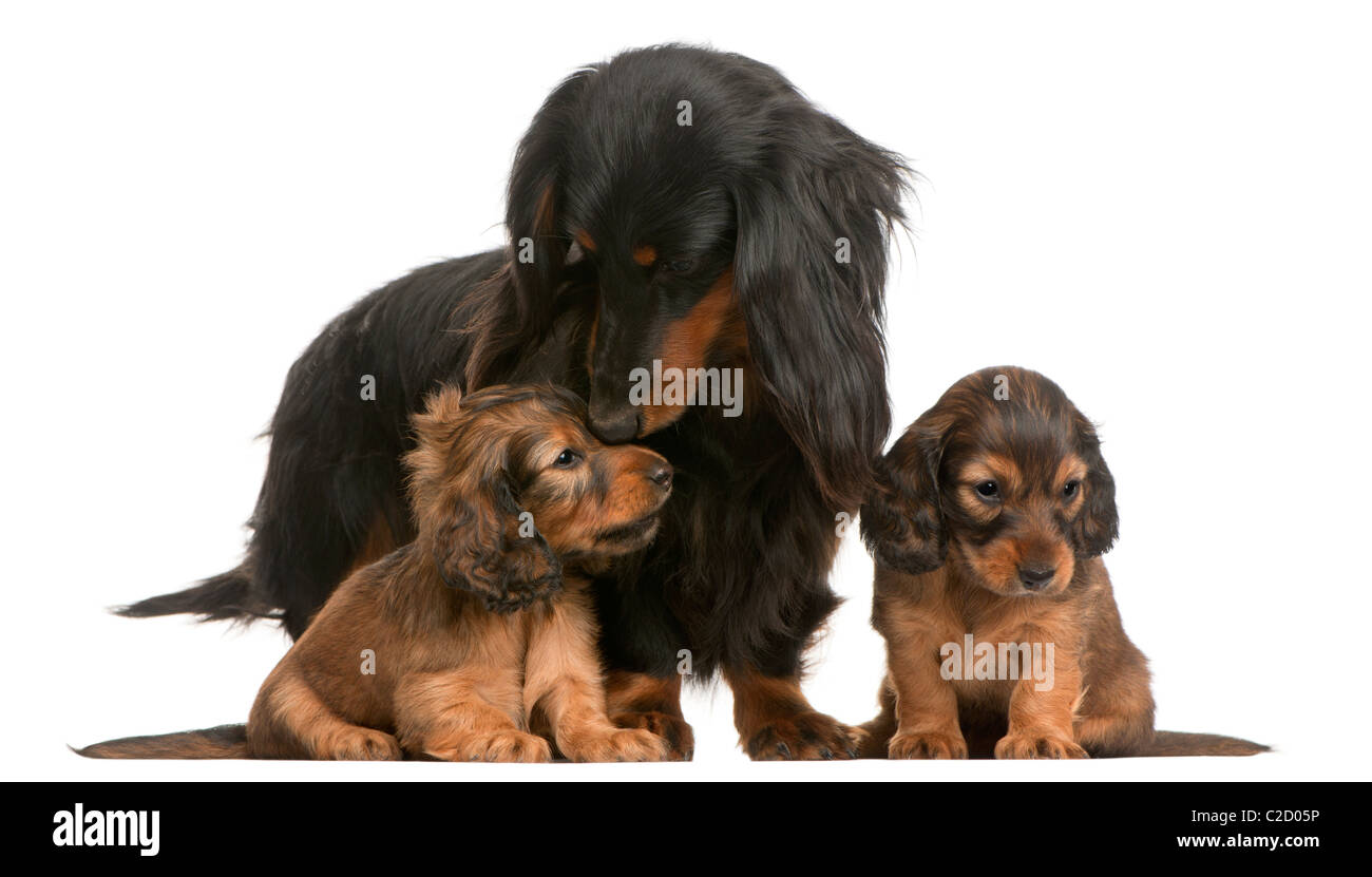 Mother Dachshund, 4 years old and her puppies, 5 weeks old, against white background Stock Photo