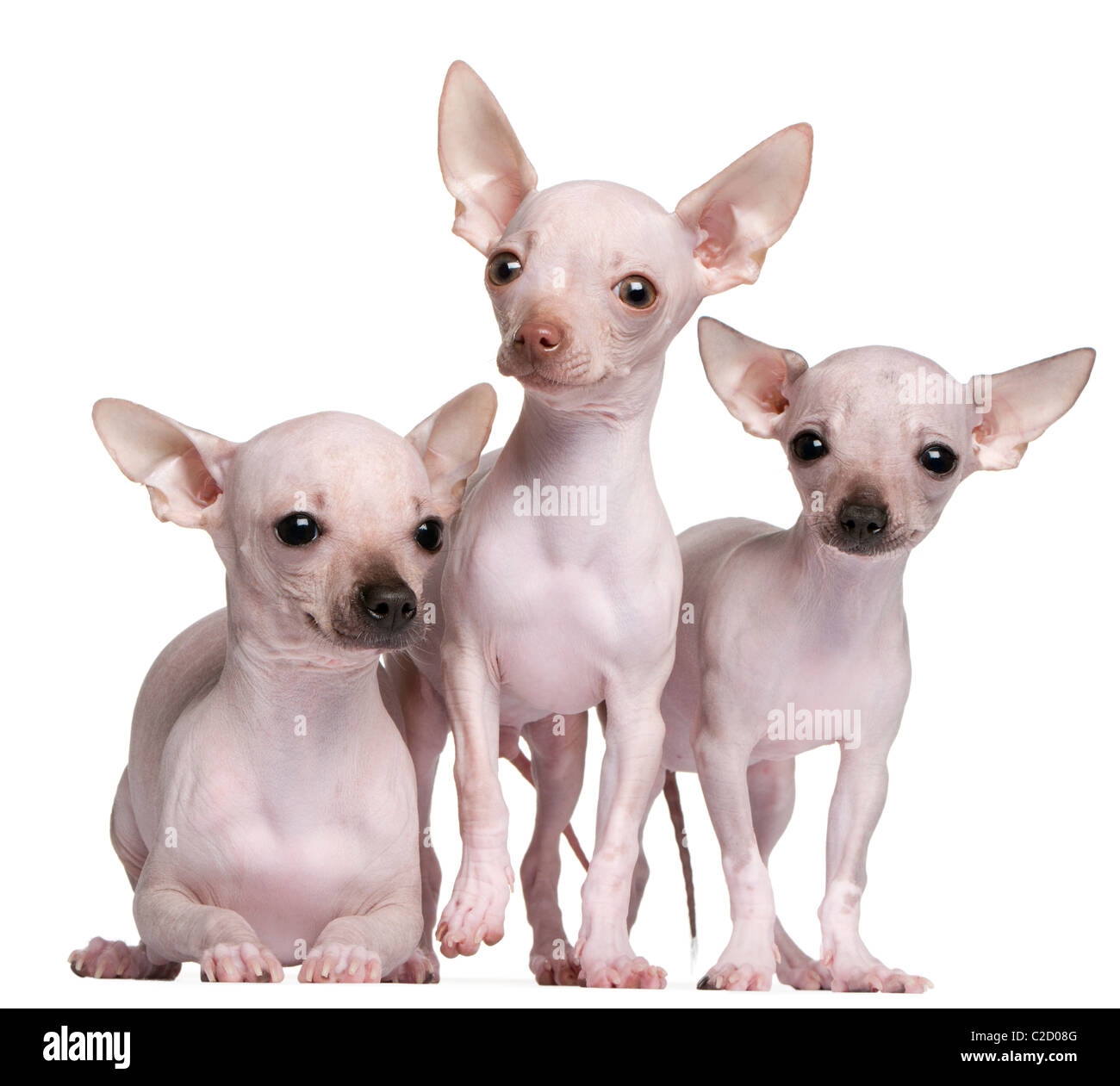 Chihuahua with hotsell no hair