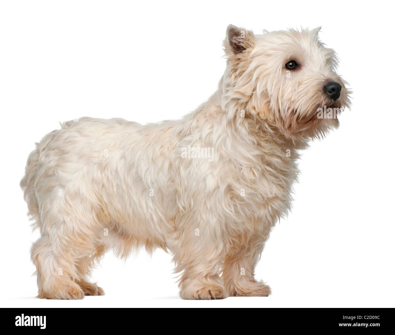 West Highland White Terrier, 3 years old, against white background Stock Photo