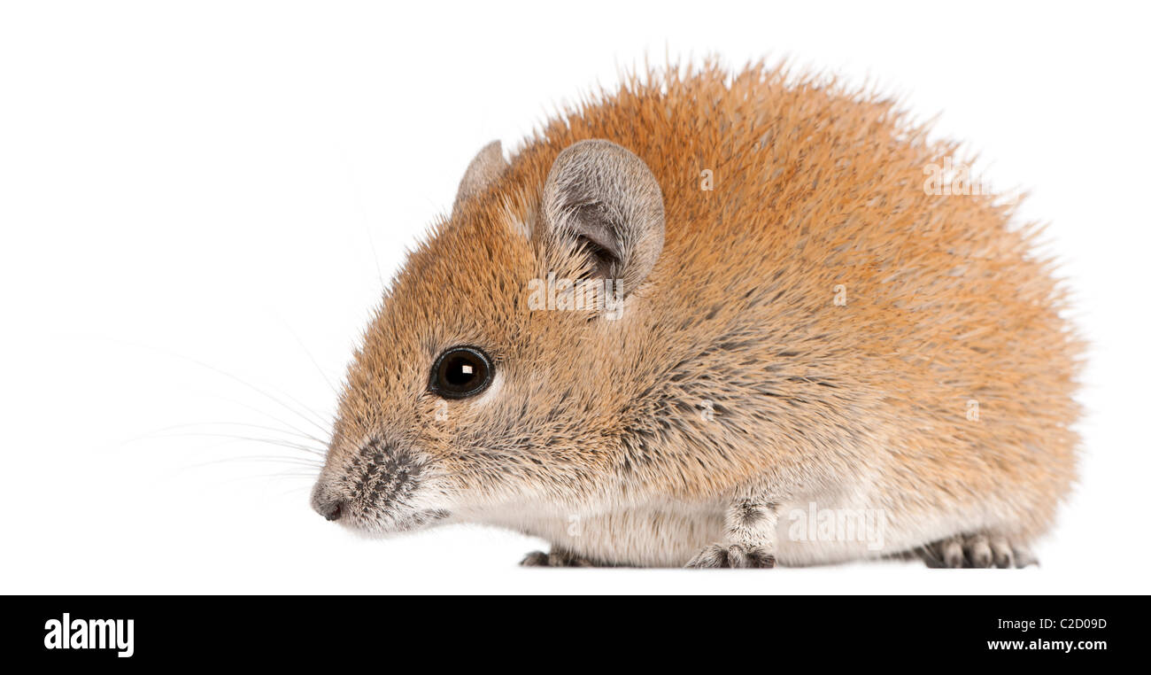 Golden Spiny Mouse, Acomys russatus, 1 year old, in front of white background Stock Photo