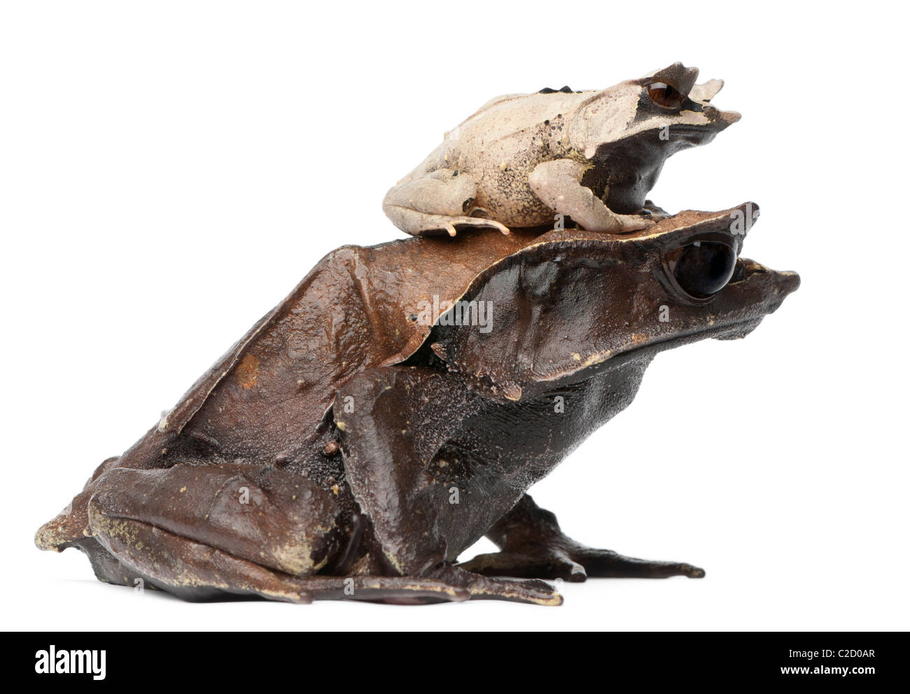 Mother Long-nosed Horned Frog and her young, 18 months old, Megophrys nasuta, in front of white background Stock Photo