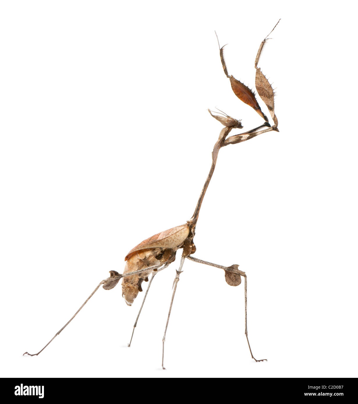 Wandering Violin Mantis, Gongylus gongylodes, in front of white background Stock Photo