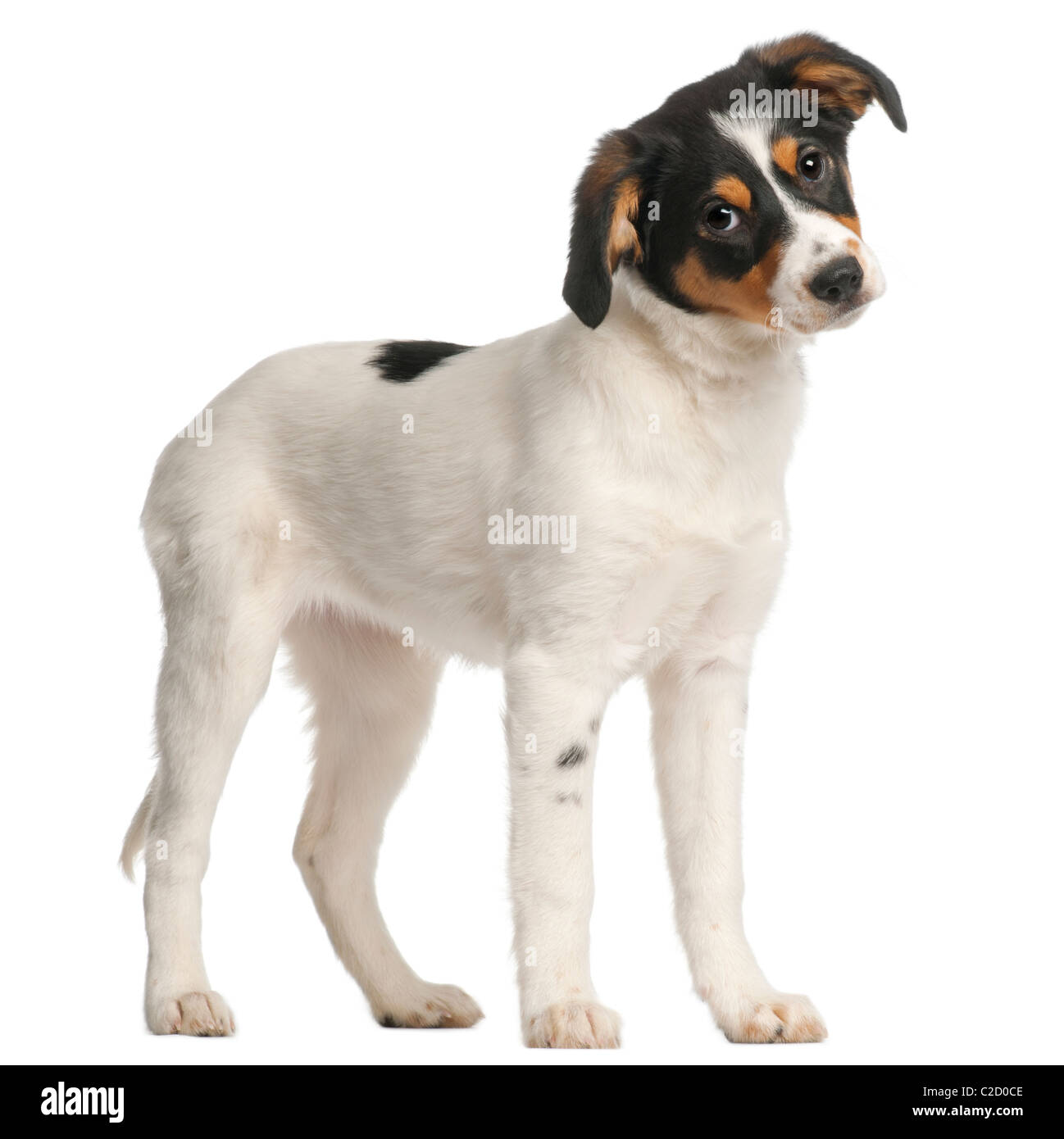 Mixed-breed puppy, 2 and a half months old, standing in front of white background Stock Photo