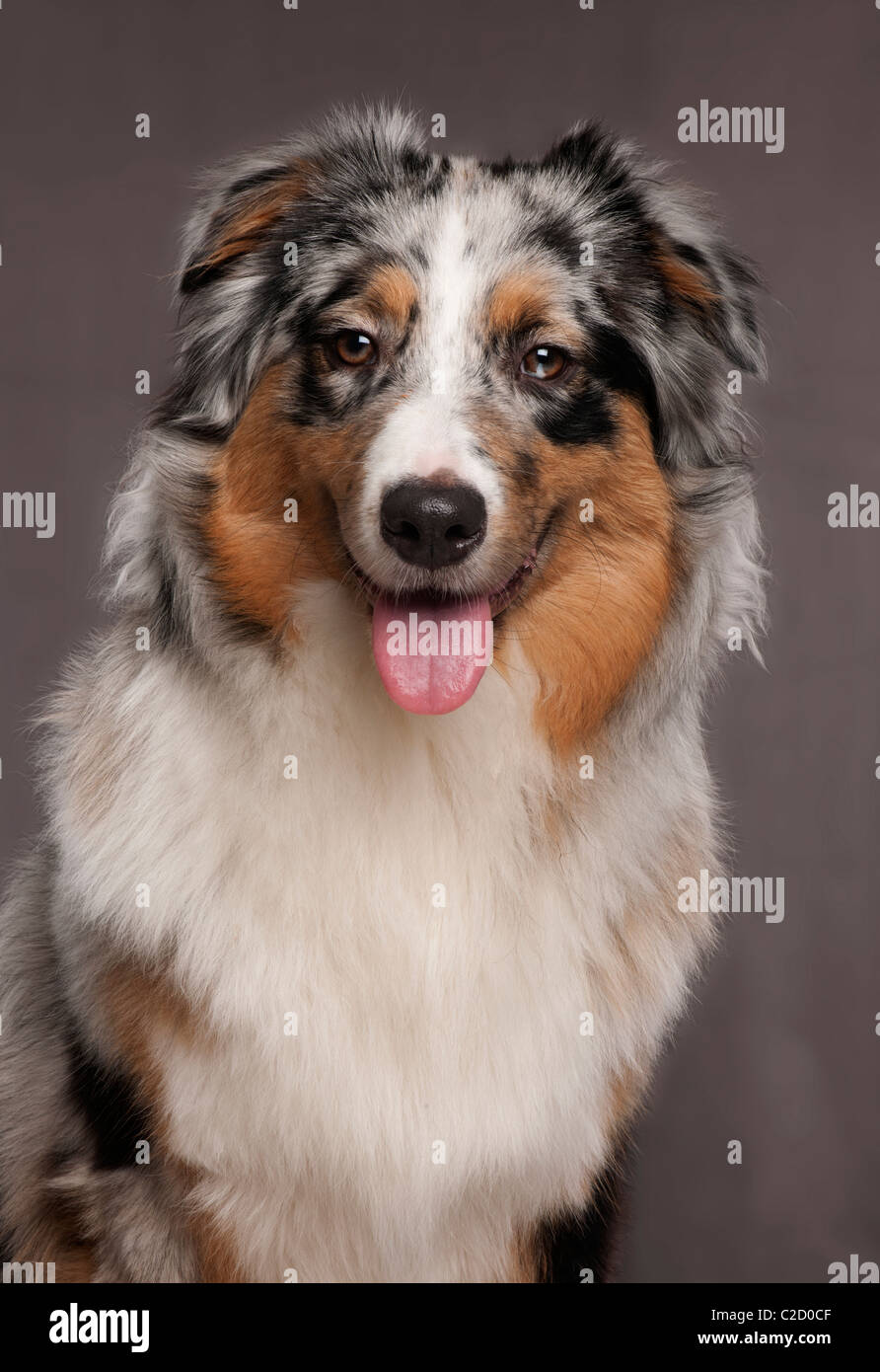 Australian Shepherd, 10 months old, in front of grey background Stock Photo