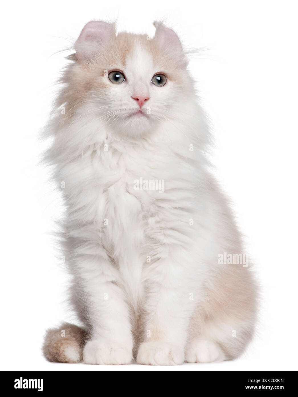 American curl cat hires stock photography and images Alamy