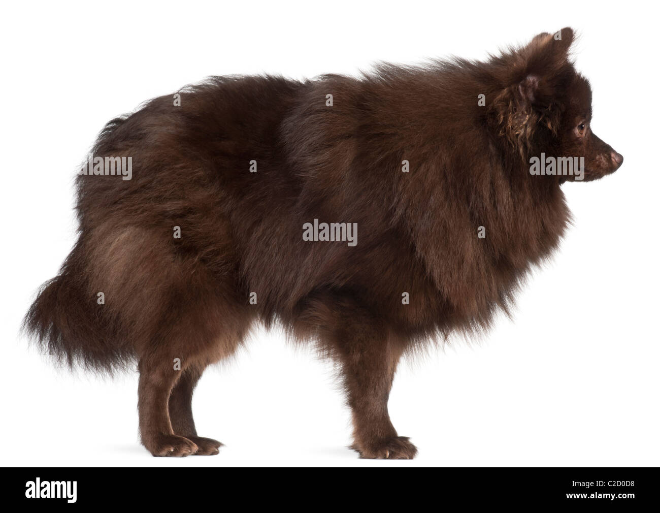 Profile of brown dog standing in front of white background Stock Photo