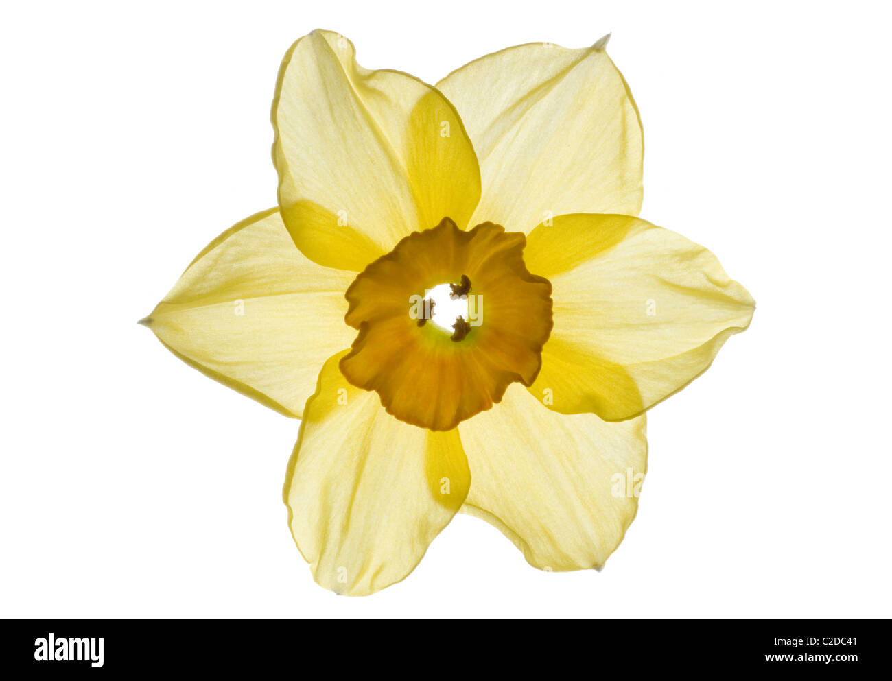 Back lit image of a daffodil flower Stock Photo