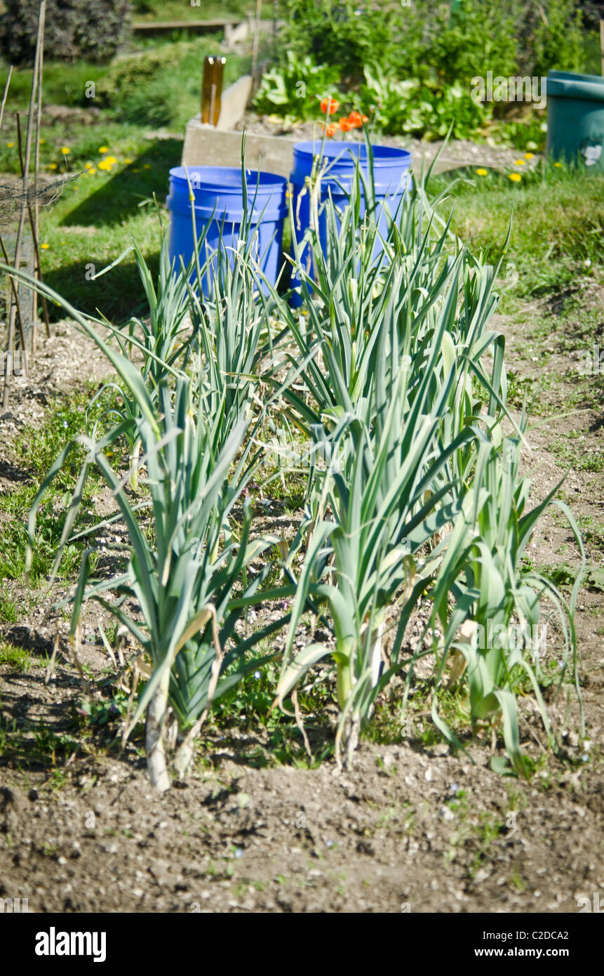rows of onions on allotment Stock Photo