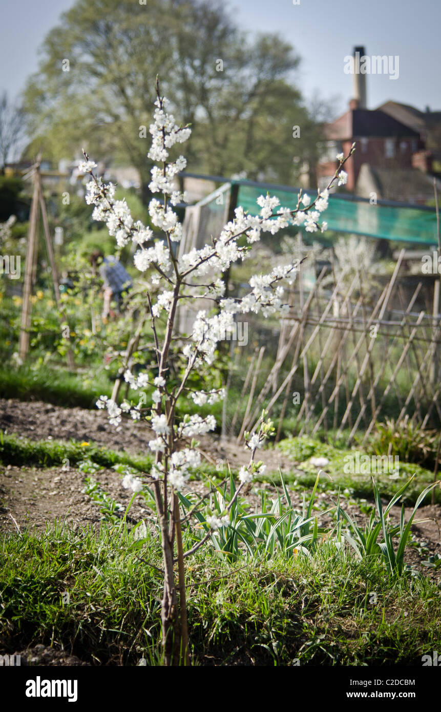 Apple tree blooming on allotment Stock Photo