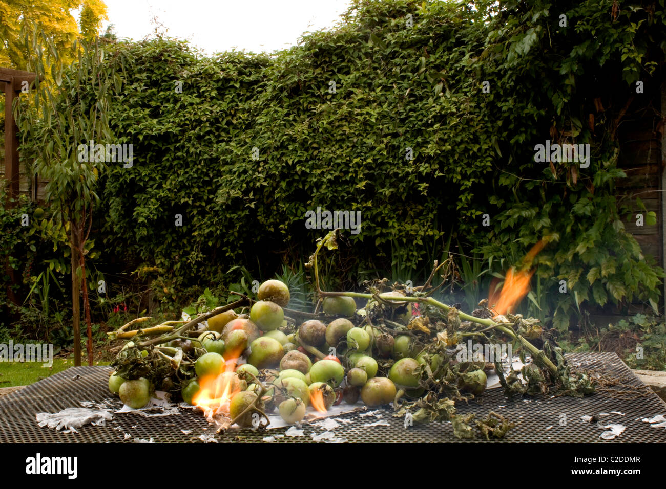 Tomato plants with tomato blight (Scientific name '  Phytophthora infestans') being burnt to stop the spread of the disease. Stock Photo