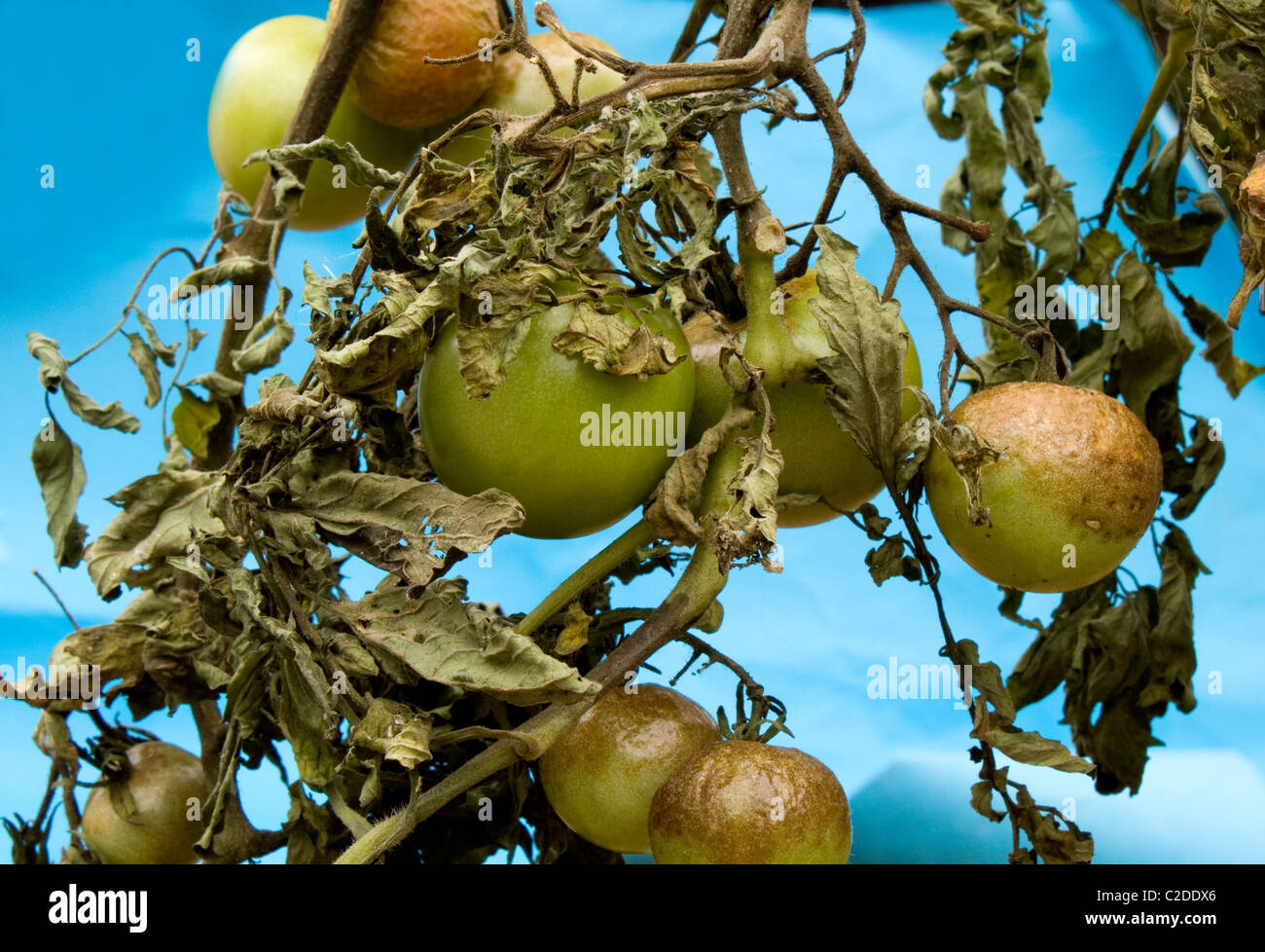 Tomato plants suffering from tomato blight. ( Phytophthora infestans ) Stock Photo