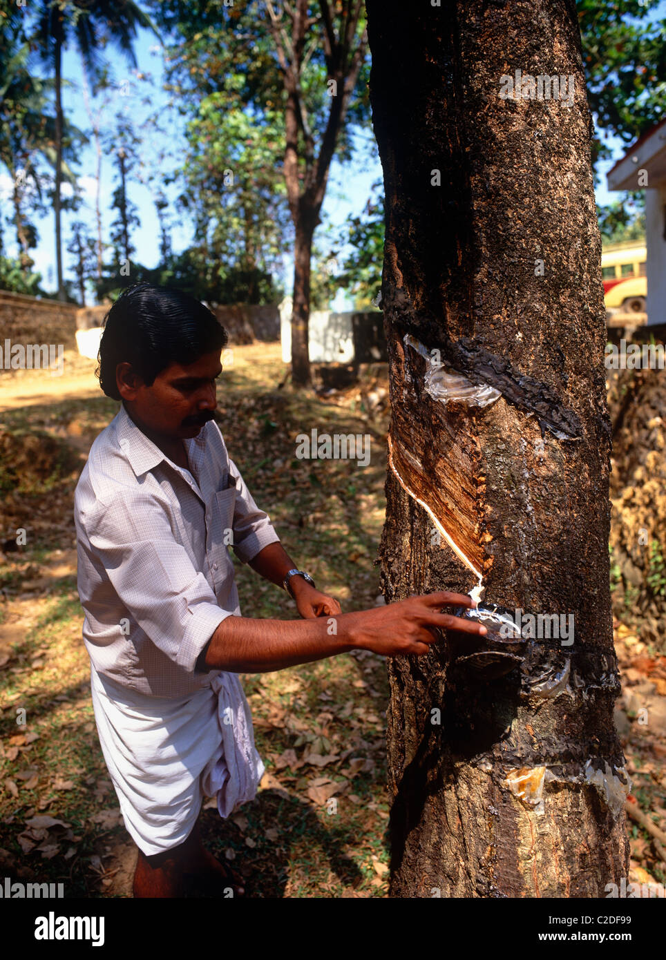 Rubber Tapping Kerala India Stock Photo Alamy