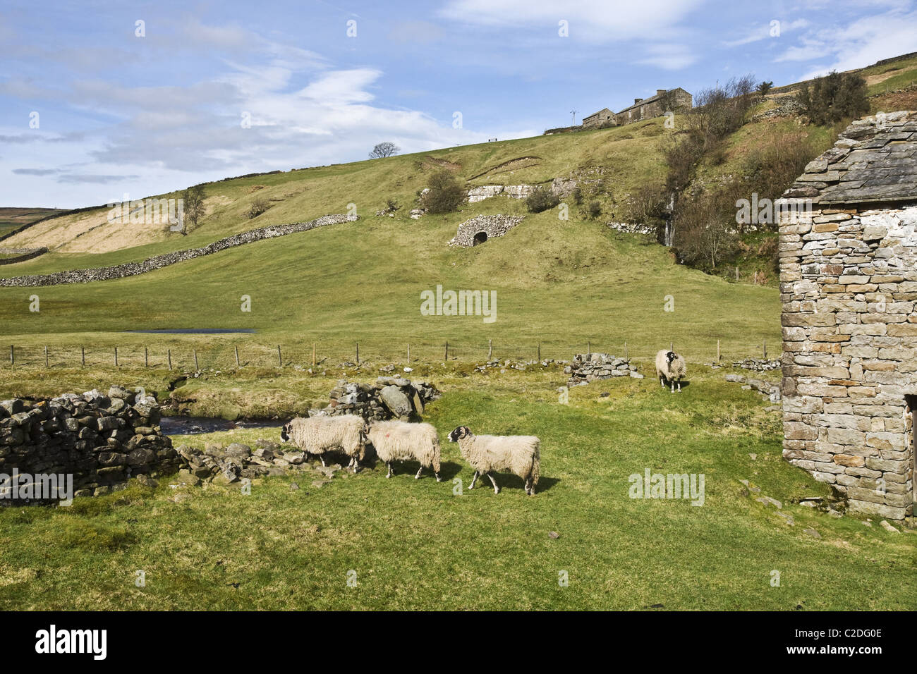 Sheep in a field in Upper Swaledale, Yorkshire Dales National Park. An old lime kiln can be seen in middle background of picture Stock Photo