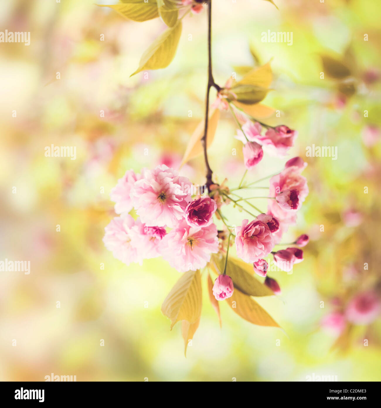 Cherry blossom flowers of Prunus Kanzan AGM Stock Photo