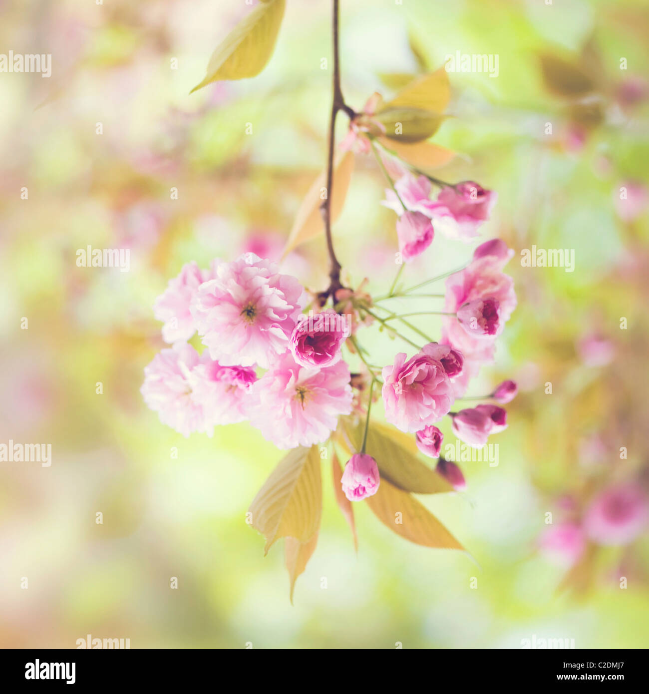 Cherry blossom flowers of Prunus Kanzan AGM Stock Photo