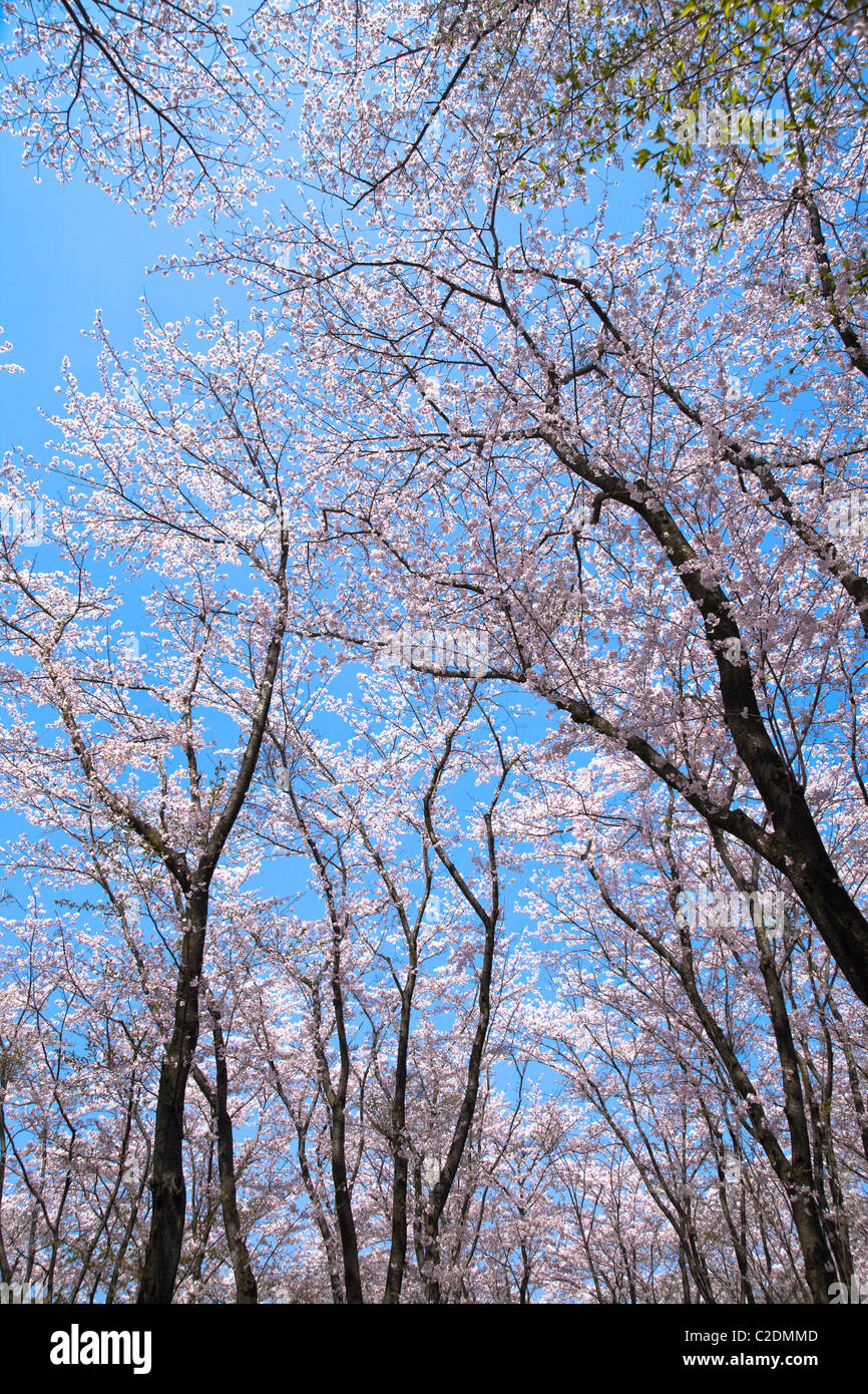 Cherry blossom in japan on spring Stock Photo - Alamy