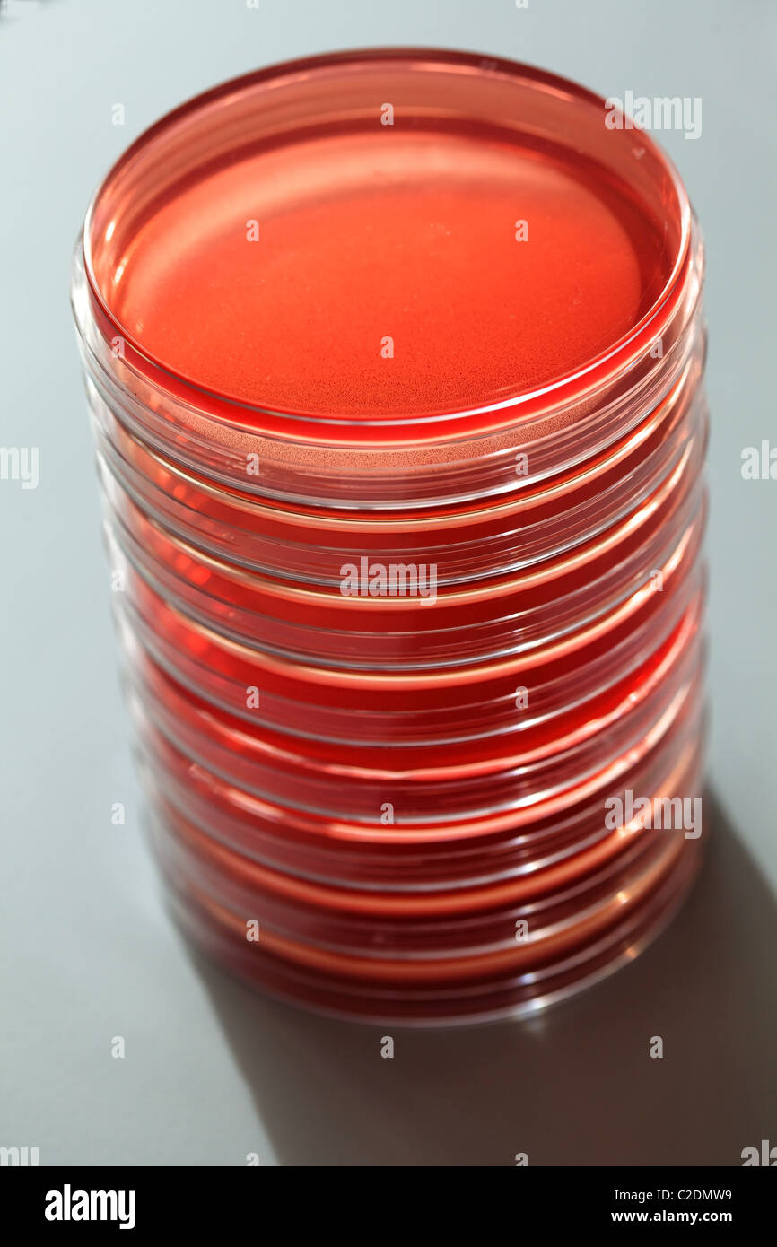 Eight Petri dishes containing pink gel stacked on top of each other in a lab Stock Photo