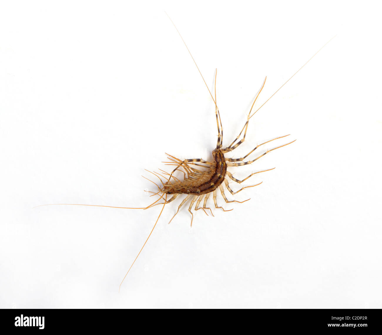 House centipede, Scutigera coleoptrata, on the white wall Stock Photo - Alamy